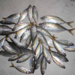 ルアー船マヒマヒ 釣果