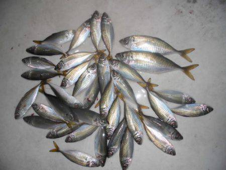 ルアー船マヒマヒ 釣果