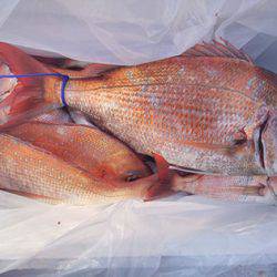 松本釣船2 釣果