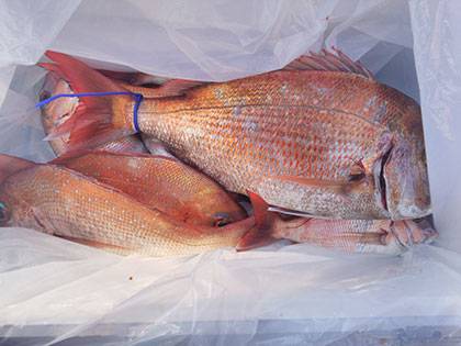 松本釣船2 釣果