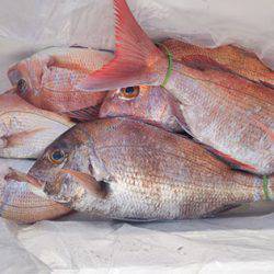 松本釣船2 釣果