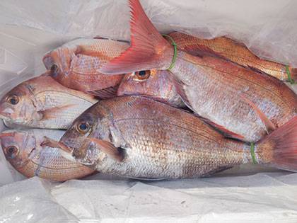 松本釣船2 釣果