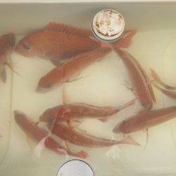 松本釣船2 釣果