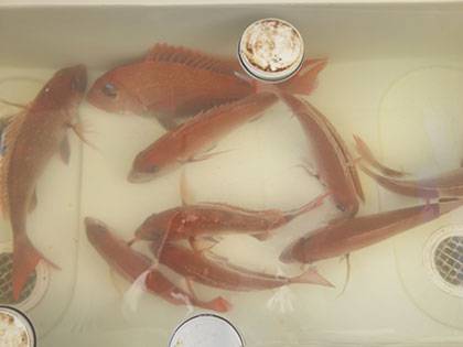 松本釣船2 釣果