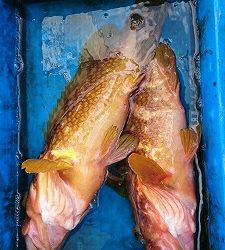 海龍丸（福岡） 釣果