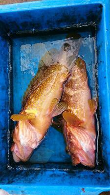 海龍丸（福岡） 釣果