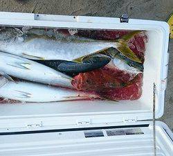 海龍丸（福岡） 釣果