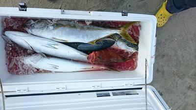 海龍丸（福岡） 釣果