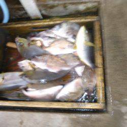 海釣り公園みかた 釣果