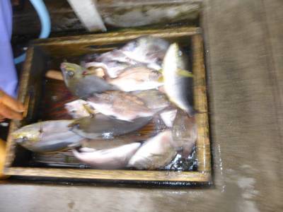 海釣り公園みかた 釣果