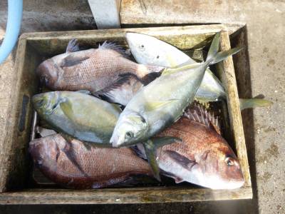 海釣り公園みかた 釣果