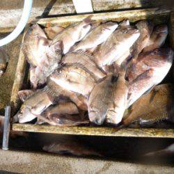 海釣り公園みかた 釣果