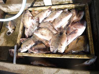 海釣り公園みかた 釣果