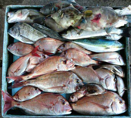 明神釣船 釣果