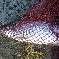 みどりフィッシングエリア 釣果