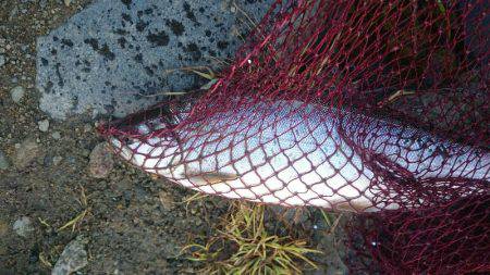 みどりフィッシングエリア 釣果