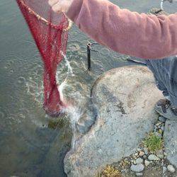 みどりフィッシングエリア 釣果