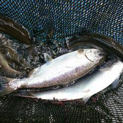 みどりフィッシングエリア 釣果