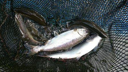 みどりフィッシングエリア 釣果