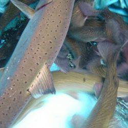 みどりフィッシングエリア 釣果