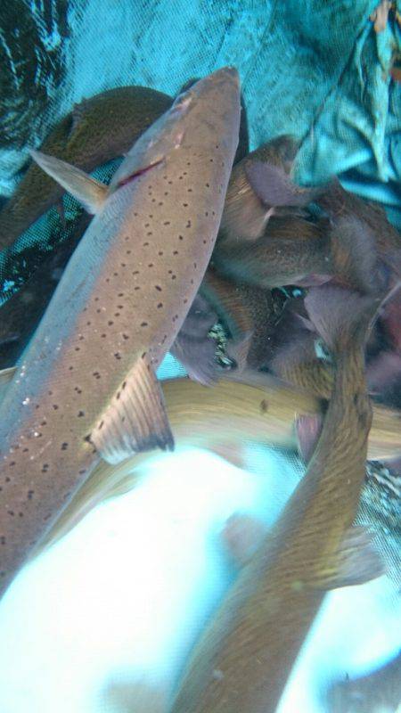 みどりフィッシングエリア 釣果