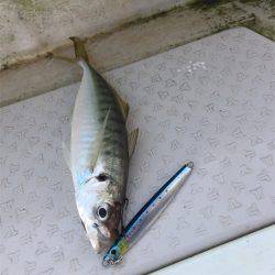 マタウマリンサービス 釣果