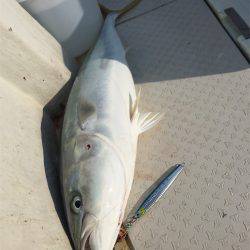 マタウマリンサービス 釣果