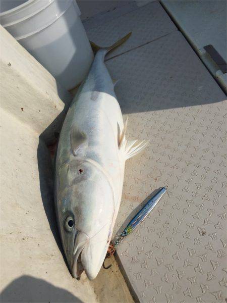 マタウマリンサービス 釣果