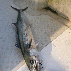 マタウマリンサービス 釣果