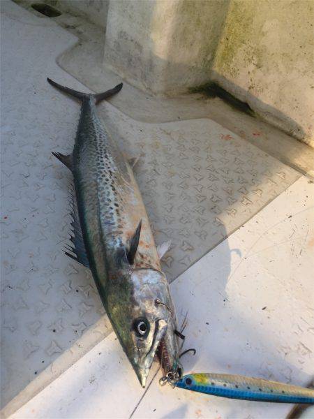 マタウマリンサービス 釣果