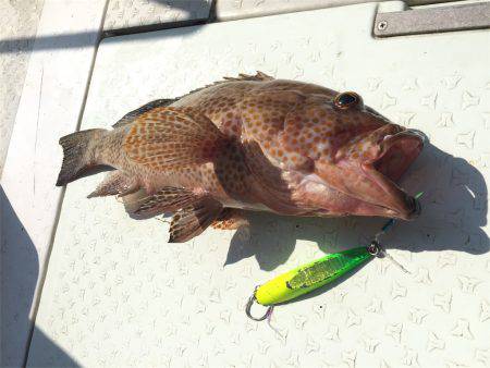 マタウマリンサービス 釣果