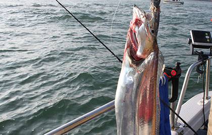 松本釣船２ 釣果