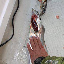 松本釣船２ 釣果