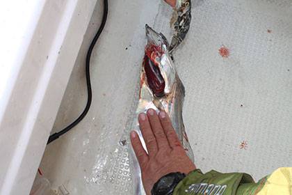 松本釣船２ 釣果