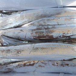 松本釣船２ 釣果