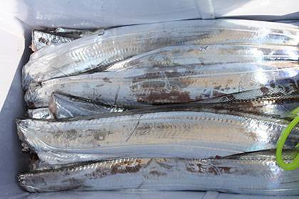 松本釣船２ 釣果