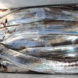 松本釣船２ 釣果