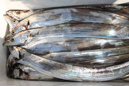 松本釣船２ 釣果