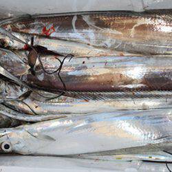 松本釣船２ 釣果