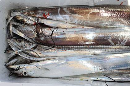 松本釣船２ 釣果