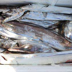 松本釣船２ 釣果