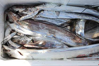 松本釣船２ 釣果