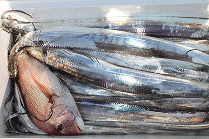 松本釣船２ 釣果