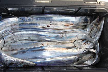 松本釣船２ 釣果