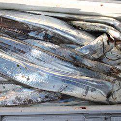 松本釣船２ 釣果