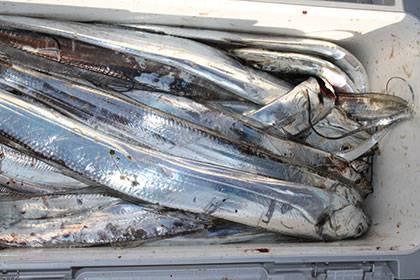 松本釣船２ 釣果