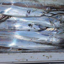 松本釣船２ 釣果