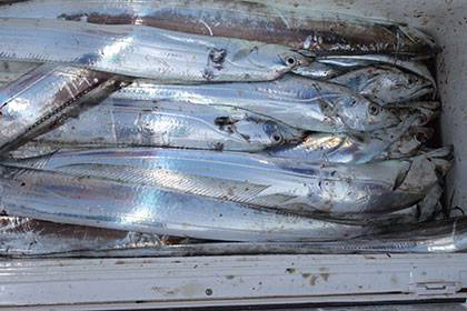 松本釣船２ 釣果