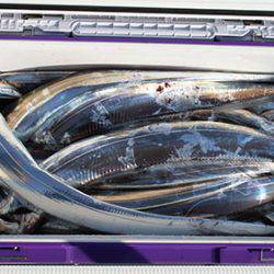 松本釣船２ 釣果