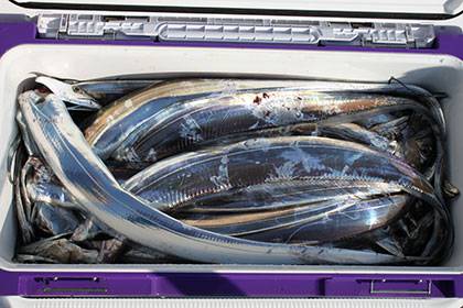 松本釣船２ 釣果